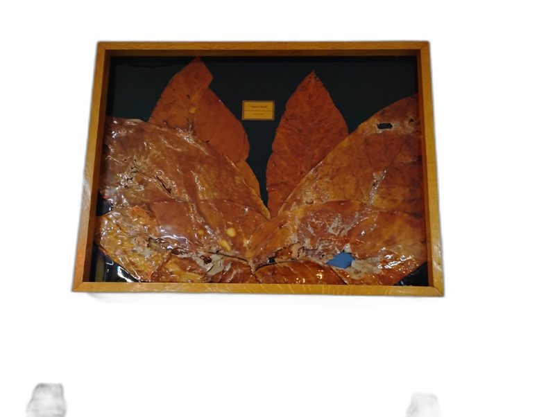 Framed Tobacco Leaves Display